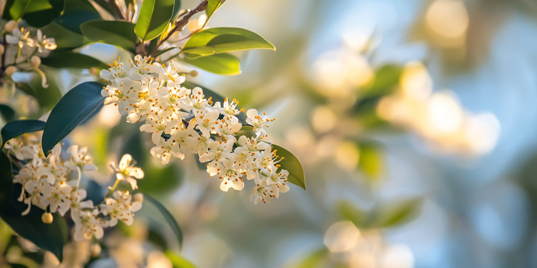 Osmanthus: A Symbol of Fragrance and Auspiciousness